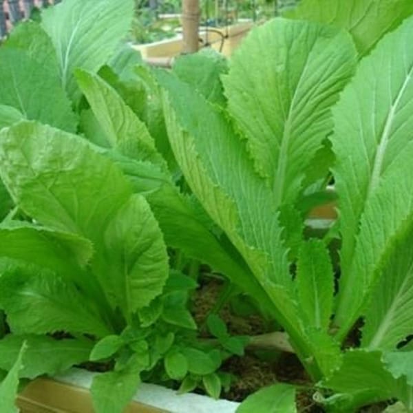 3000+ Green Mustard/Cải bẹ xanh Seeds USA