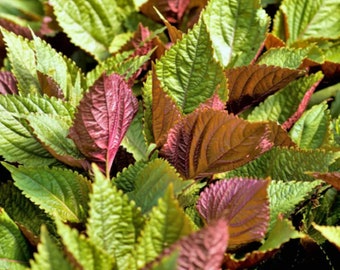 200+ Perilla Seeds, Vietnamese Perilla, Tia To, Shiso, Perilla frutescens, Beefsteak Mint