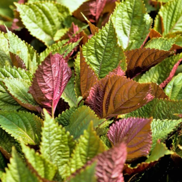 200+ Perilla Seeds, Vietnamese Perilla, Tia To, Shiso, Perilla frutescens, Beefsteak Mint