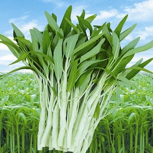 500+ SEEDS White Stem Water Spinach | Ong Choy | Kong Xin Cai | Rau Muống Trắng