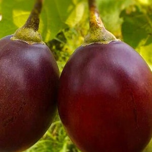 Solanum Betaceum, Red Tamarillo, Tree Tomato, 50 Seeds