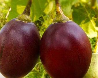Solanum Betaceum, Red Tamarillo, Tree Tomato, 50 Seeds