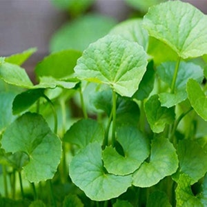 Centella Asiatica Big Leaf Seed Gotu Kola Indian Pennywort Rau Má Vegetable SEED