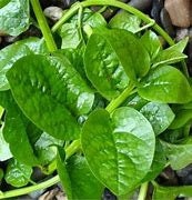 Lo Spinacio Di Ceylon Al Servizio Della Salute Della Pelle - Kosmetica - Foto 4