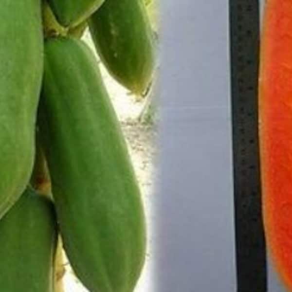 10 Kak Dum Thai Papaya Seeds