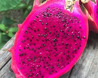 70 Red Dragon Fruit Seeds Pitaya Pitahaya Hylocereus Undatus Cactus Grow Rare