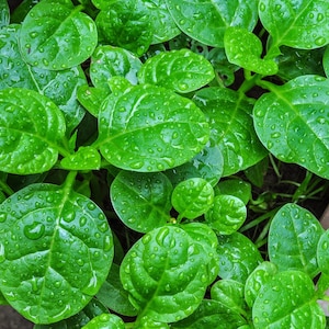 May include: Close-up of a lush green plant with large, round leaves covered in water droplets. The leaves are arranged in a cluster, creating a dense, textured surface.