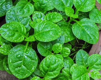Organic Malabar Green Spinach Seeds, Mong toi, Basella alba, Ceylon spinach