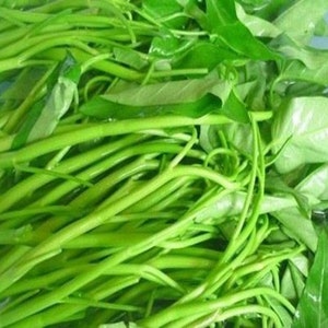 250+ Water Spinach Seeds,  Rau Muong, Water Kang  NON-GMO, Organic