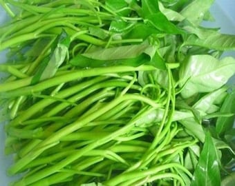 250+ Water Spinach Seeds,  Rau Muong, Water Kang  NON-GMO, Organic