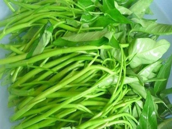 400pcs/Bag Gemüsegarten Samen Wasser Kang Pflanze Blatt Green Spinat Samen C6E5 