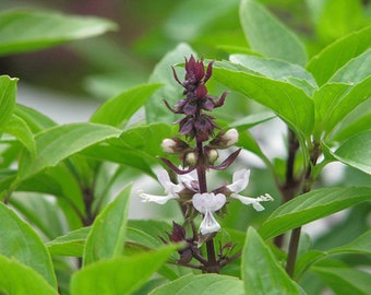 Cinnamon Basil Seeds | Heirloom Herb, Vietnamese Pho Garden