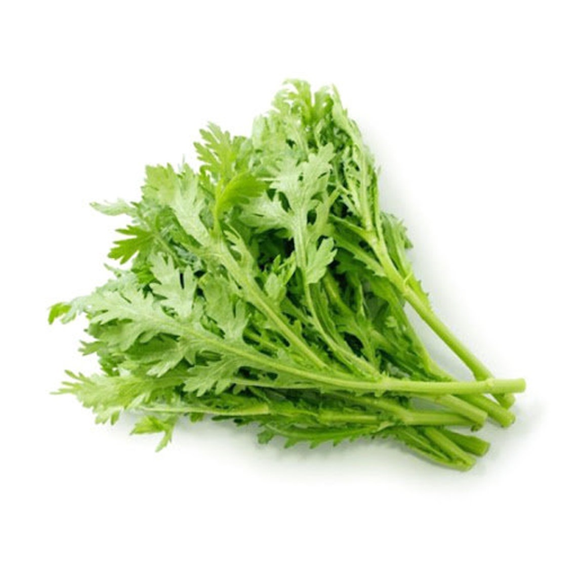 300 Thai Garland Chrysanthemum Tần ô Seeds Hat Giong Tan O Etsy