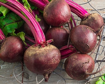 Non GMO, Organic Detroit Red Beet Seeds 500+