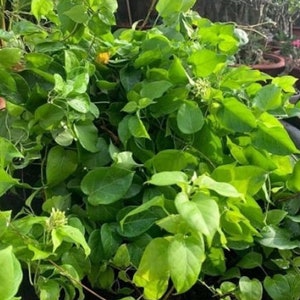 La Giang, River Leaf Vine, perennial vinning herb, Aganonerion Polymorphum 15 seeds