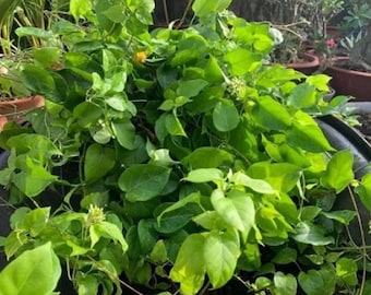 La Giang, River Leaf Vine, perennial vinning herb, Aganonerion Polymorphum 15 seeds