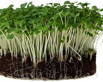 Arugula Spicy Salad Slow Bolt Microgreen Non GMO Seeds 14000+