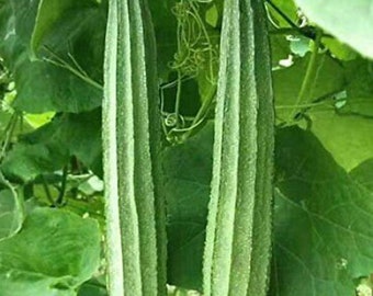 20+ Angled Sponge Gourd Seeds - Luffa Acutangula, Ridge Gourd, Chinese OKra