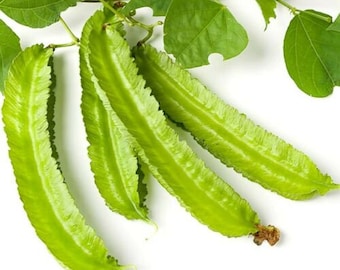 Winged Bean Seeds | Asparagus, Dragon Bean Variety
