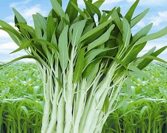 White Stem Water Spinach, Rau Muong Trang, Kang Kong 5lb