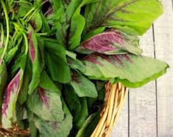 1000+ Seeds Red stripes amaranth, Yin choi, Chinese Spinach, Amaranthus Seeds