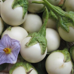 30 SEEDS White Round African Eggplant, Ca Phao Trang, White Eggplant Seeds "White Egg", Solanum Melongena
