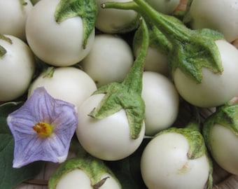 50 White Round Eggplant Seeds, Solanum Melongena