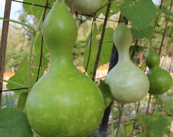 15 Birdhouse Bottle Gourd Seeds