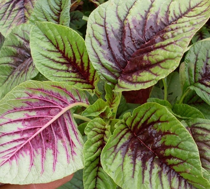 1000 Seeds Red Stripes Amaranth Yin Choi Chinese Spinach Etsy