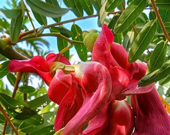 20+ Red Hummingbird Tree Seeds, Sesbania Grandiflora