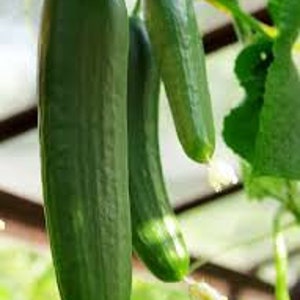 May include: Three green cucumbers hanging from a vine in a greenhouse. The cucumbers are different sizes and shapes.