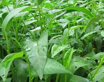 Large Leaf Water Spinach Seeds, White Spinach Seeds, Rau Muong la to, Onchoy