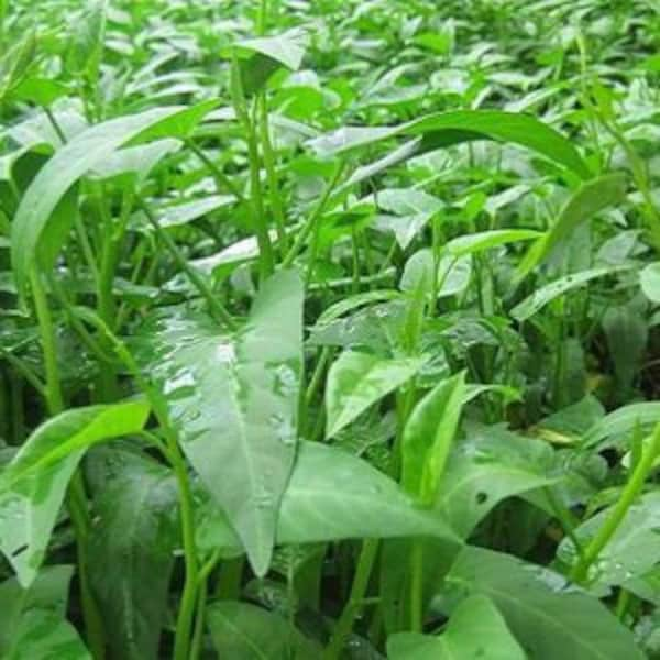 Large Leaf Water Spinach Seeds, White Spinach Seeds, Rau Muong la to, Onchoy