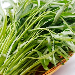 Water Spinach Seeds, Water Kang, Rau Muong, Onchoy 40gr 860 Seeds image 1