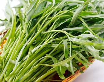 Water Spinach Seeds, Water Kang, Rau Muong, Onchoy 40gr (860+ Seeds)