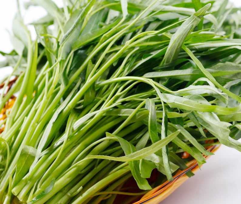 Water Spinach Seeds, Water Kang, Rau Muong, Onchoy 40gr 860 Seeds image 1