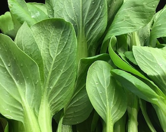 2000+ Shanghai Green Pak Choi Seeds, Green Stem