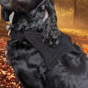 Peut inclure: Un chien Cocker Spaniel noir portant un pull noir tricoté, sur fond de forêt d'automne floue. Le chien regarde vers le haut, avec une expression concentrée. L'arrière-plan présente un feuillage doré et brun.