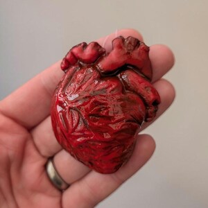Op de afbeelding: Een gedetailleerd, rood anatomisch hartmodel met zichtbare aderen en slagaders. Het hart heeft een diepe, rijke rode kleur en lijkt gemaakt te zijn van een glanzend materiaal. Het model wordt in een hand gehouden.