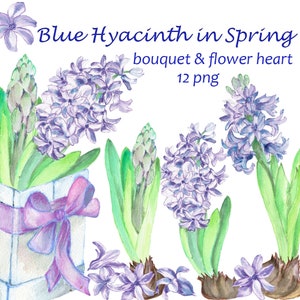 Clipart de jacinto com flores azuis de primavera em aquarela. Buquê e coração. Flores pintadas à mão. PNG individual. Download instantâneo.