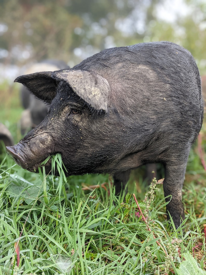 以下が含まれることがあります： 泥だらけの鼻をした黒い豚が、野原で草を食べている。