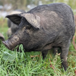 May include: A black pig with a muddy snout eats grass in a field.