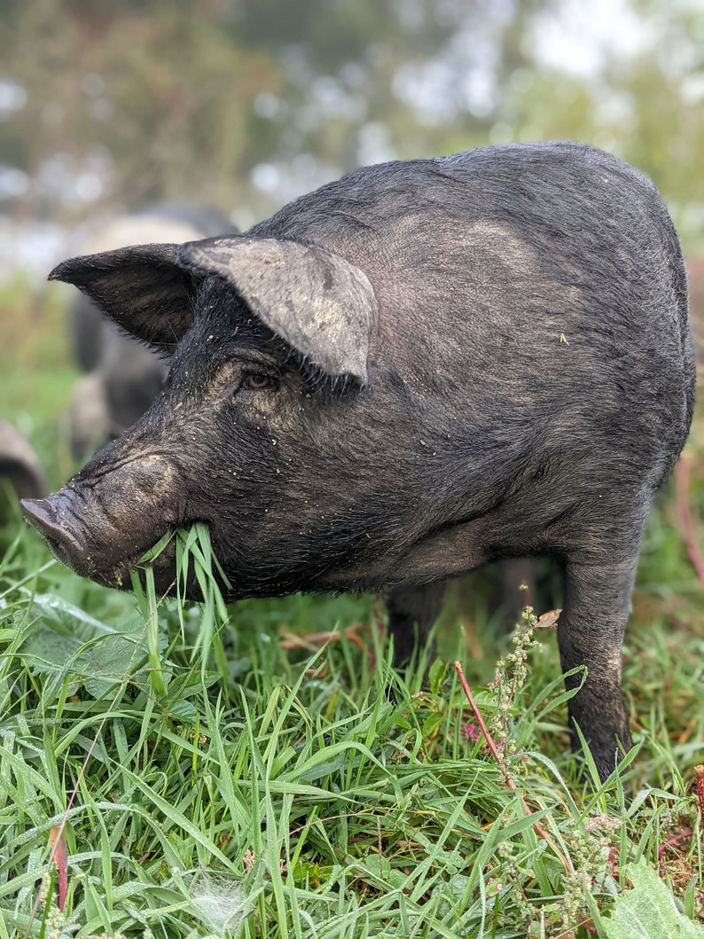 May include: A black pig with a muddy snout eats grass in a field.