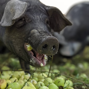 May include: A black pig with a large snout is eating green apples on the ground. The pig has a large, open mouth and is covered in apple bits.