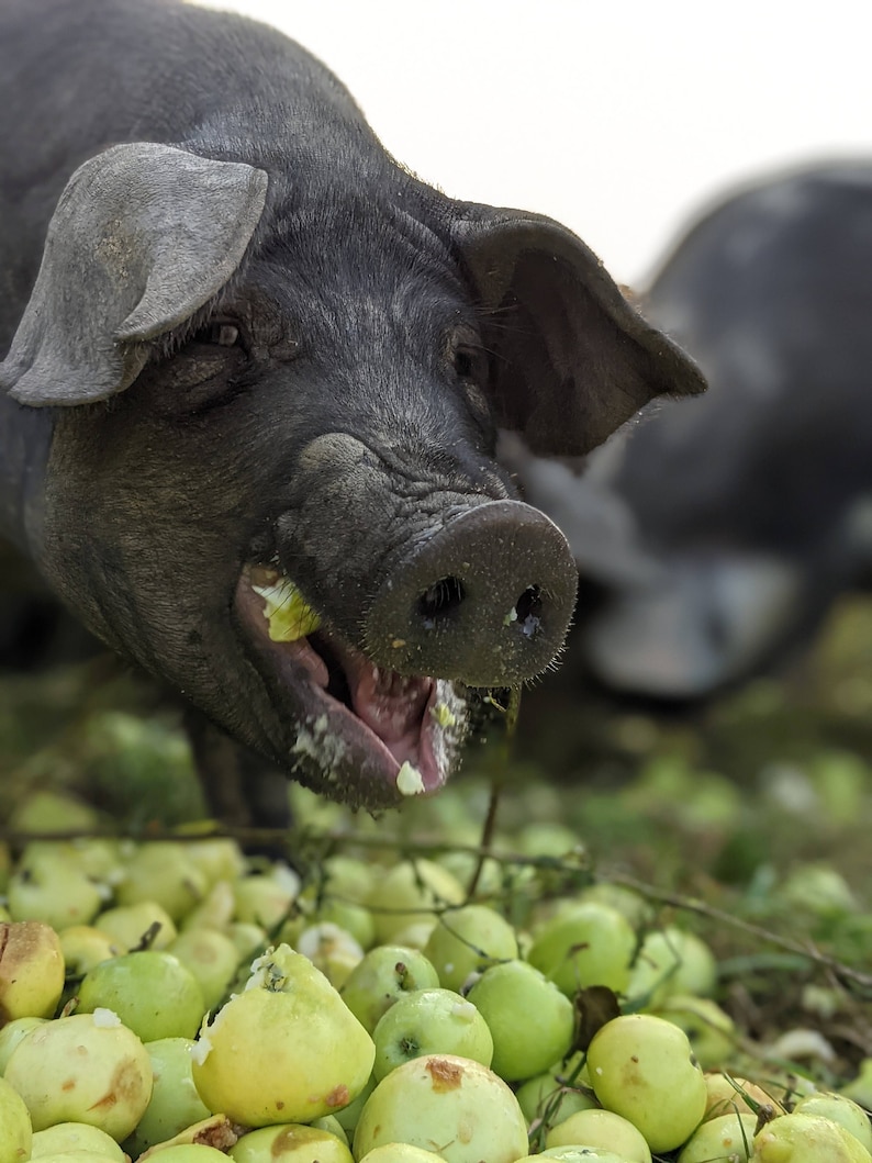 May include: A black pig with a large snout is eating green apples on the ground. The pig has a large, open mouth and is covered in apple bits.