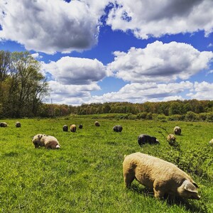 May include: A group of pigs in a grassy field under a blue sky with white clouds. The pigs are various shades of brown, black, and white.