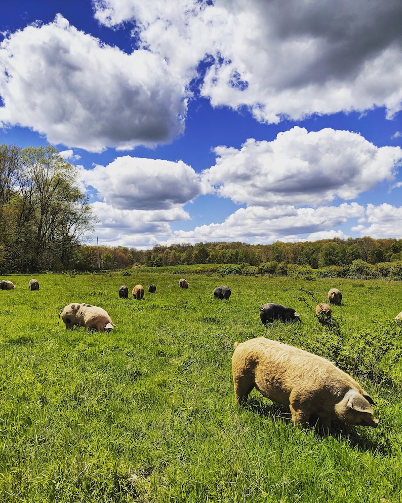 May include: A group of pigs in a grassy field under a blue sky with white clouds. The pigs are various shades of brown, black, and white.