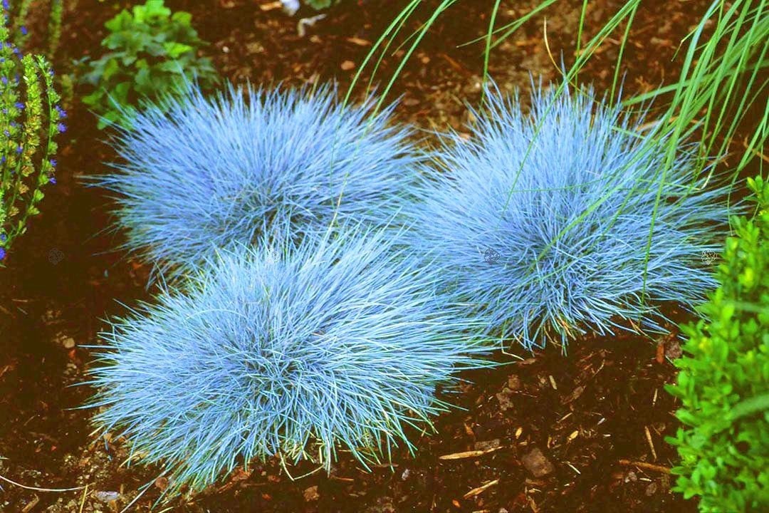 Blue Fescue Grass Seeds Non GMO Etsy Australia