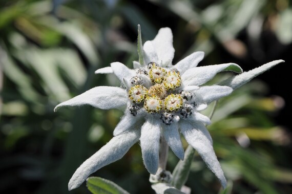 Alpine Edelweiss 50 Seeds Gmo Free Etsy Denmark