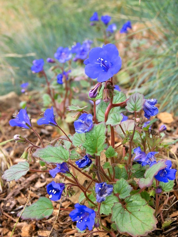 California bluebell deals